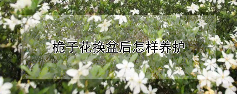 桅子花換盆後怎樣養護