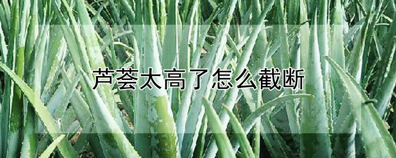 蘆薈太高了怎麼截斷