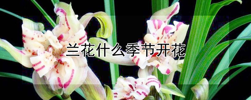 蘭花什麼季節開花