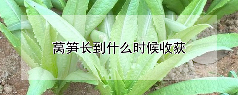 萵筍長到什麼時候收獲