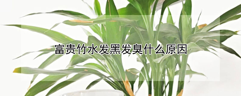 富貴竹水發黑發臭什麼原因
