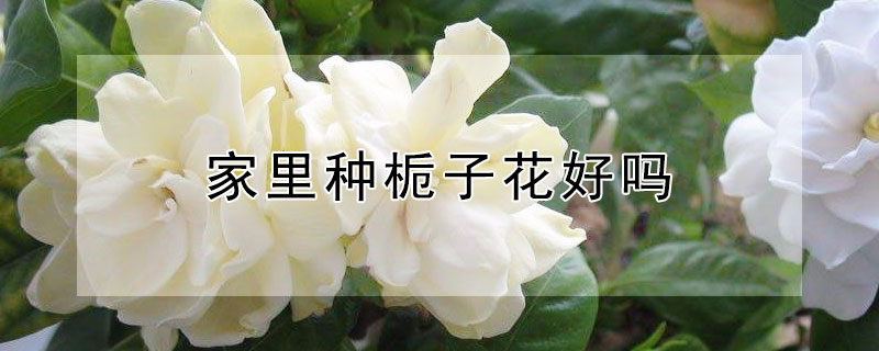 家裏種梔子花好嗎