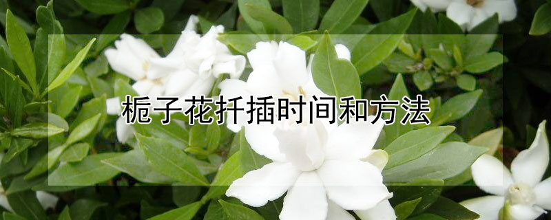 梔子花扡插時間和方法