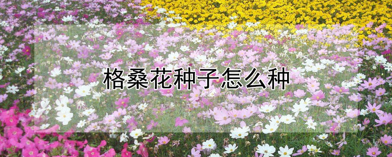 格桑花種子怎麼種