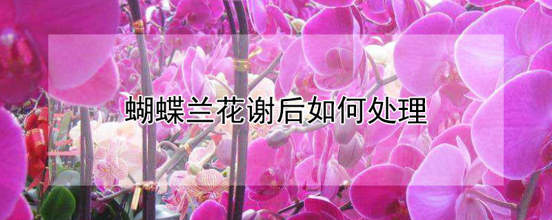蝴蝶蘭花謝後如何處理
