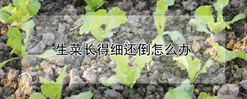 生菜長得細還倒怎麼辦