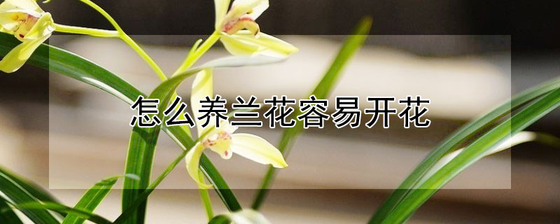 怎麼養蘭花容易開花
