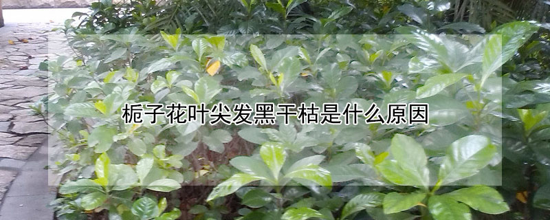 梔子花葉尖發黑幹枯是什麼原因