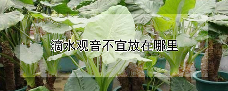 滴水觀音不宜放在哪裏