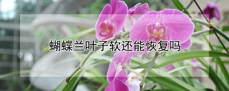 蝴蝶蘭葉子軟還能恢複嗎