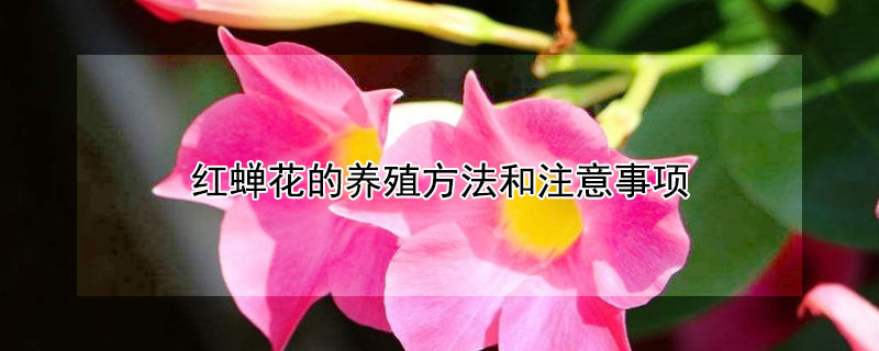 紅蟬花的養殖方法和注意事項
