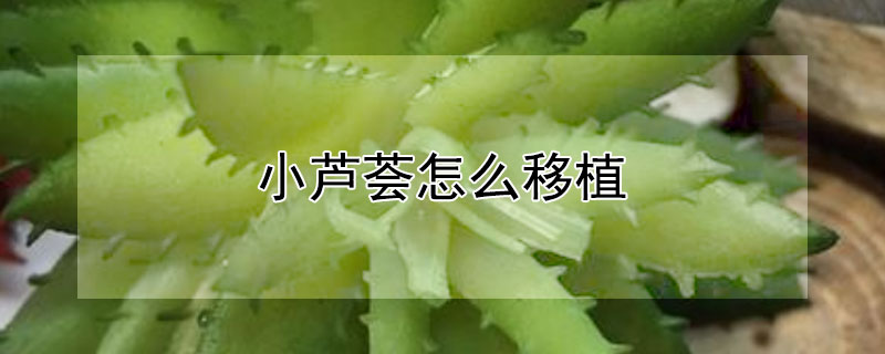 小蘆薈怎麼移植