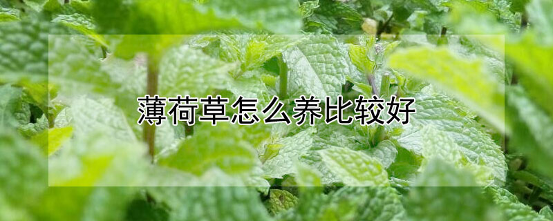 薄荷草怎麼養比較好