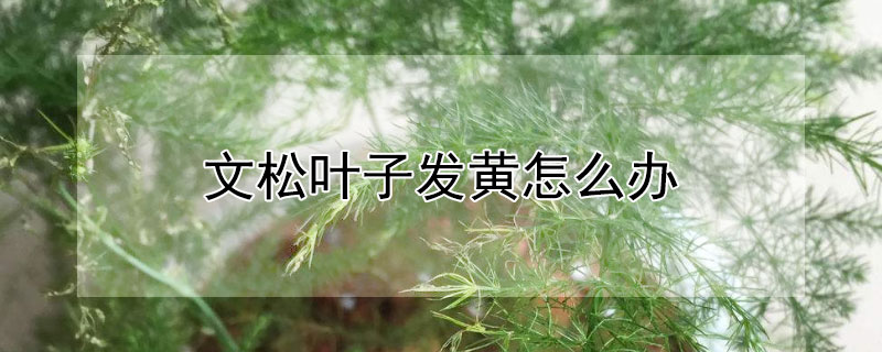 文鬆葉子發黃怎麼辦
