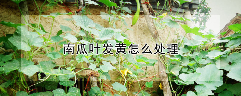 南瓜葉發黃怎麼處理
