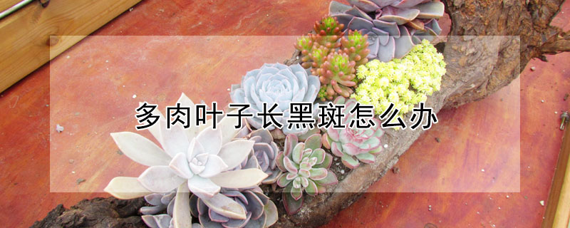 多肉葉子長黑斑怎麼辦