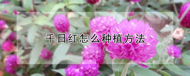千日紅怎麼種植方法