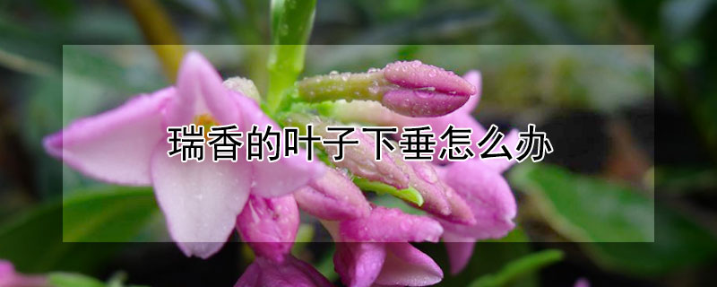 瑞香的葉子下垂怎麼辦
