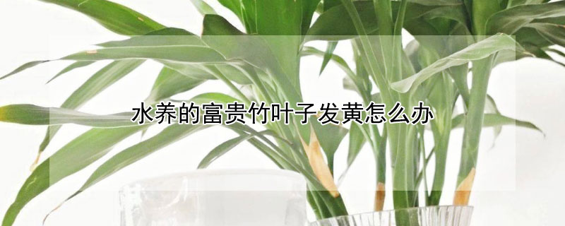 水養的富貴竹葉子發黃怎麼辦