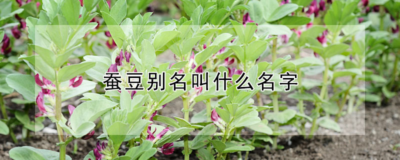 蠶豆別名叫什麼名字
