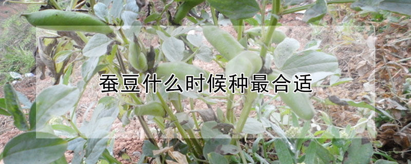 蠶豆什麼時候種最合適