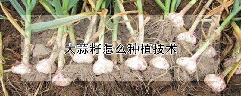 大蒜籽怎麼種植技術
