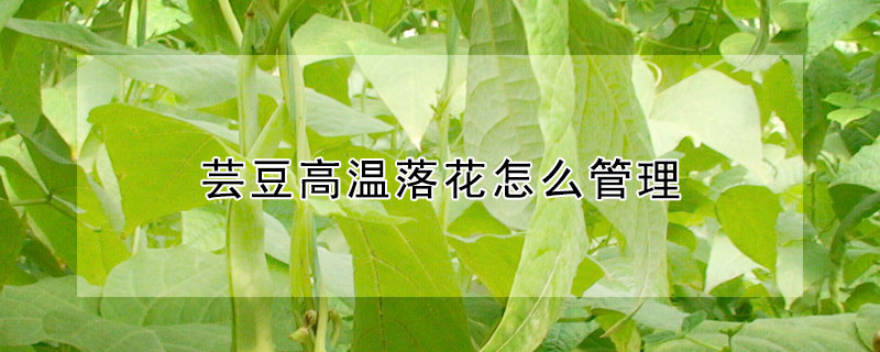 芸豆高溫落花怎麼管理