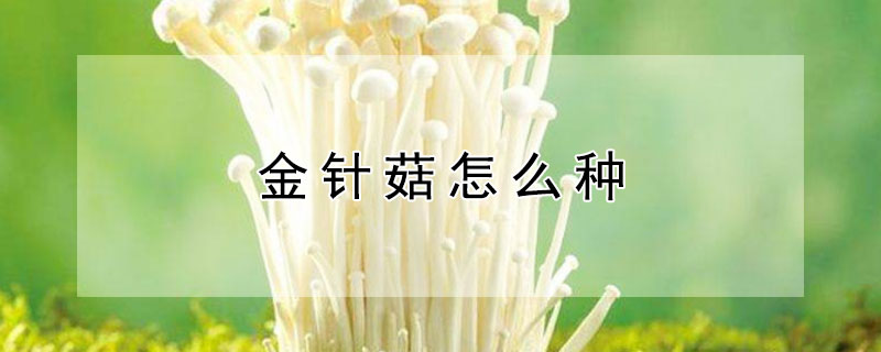 金針菇怎麼種