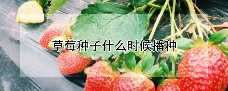 草莓種子什麼時候播種