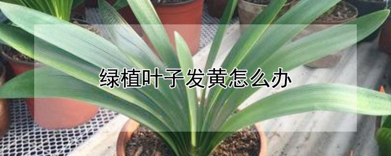 綠植葉子發黃怎麼辦