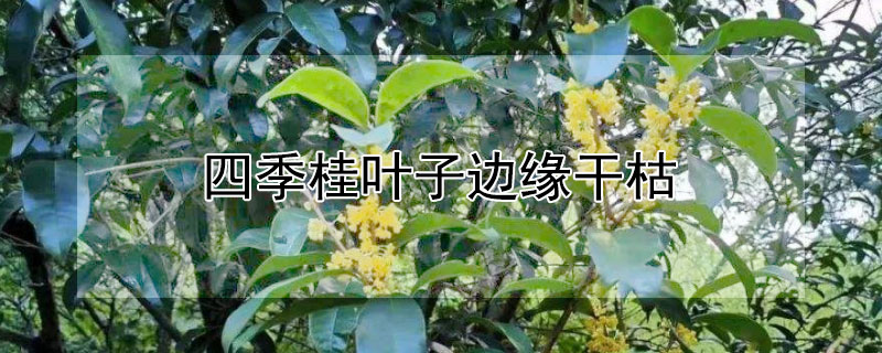 四季桂葉子邊緣幹枯