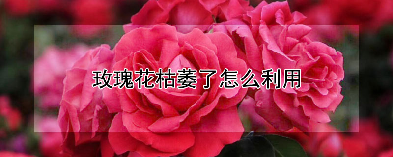 玫瑰花枯萎了怎麼利用