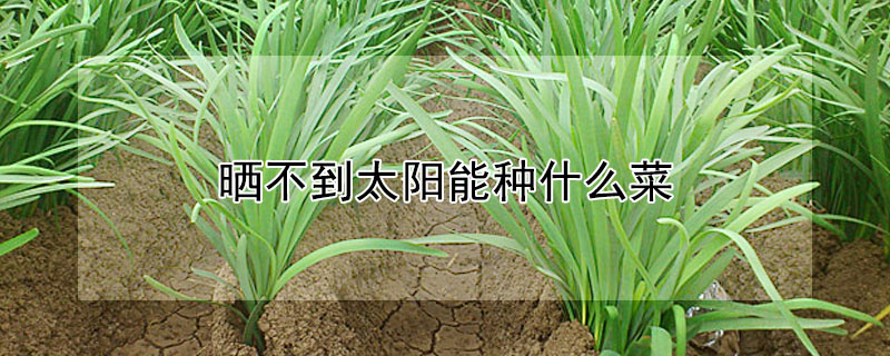曬不到太陽能種什麼菜