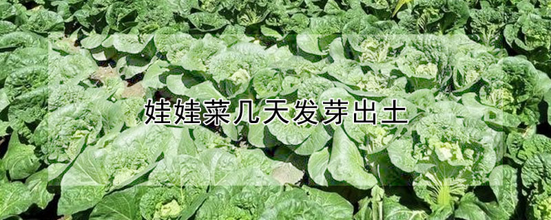 娃娃菜幾天發芽出土