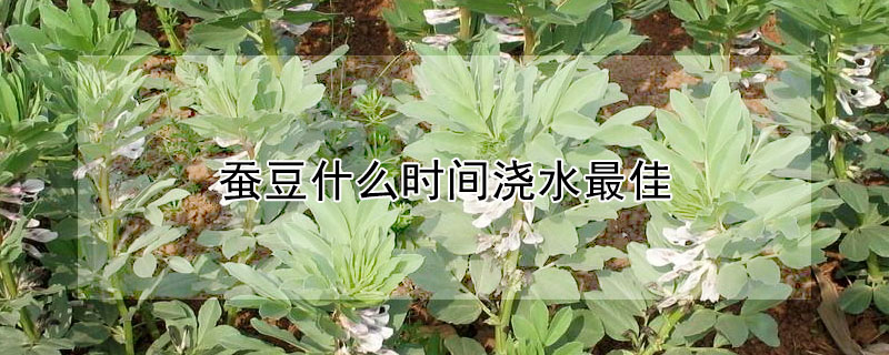 蠶豆什麼時間澆水最佳