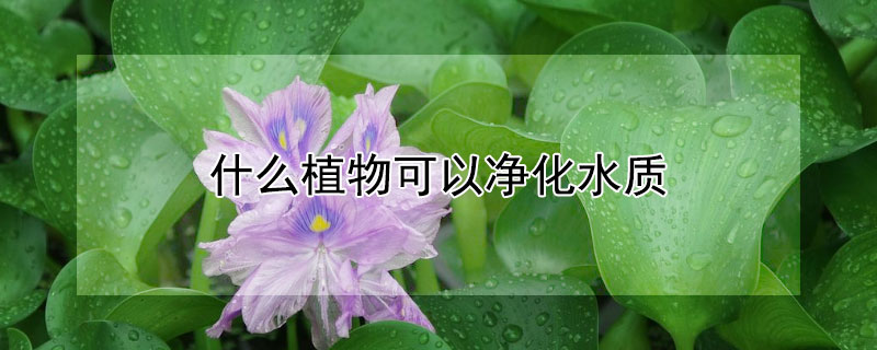 什麼植物可以淨化水質