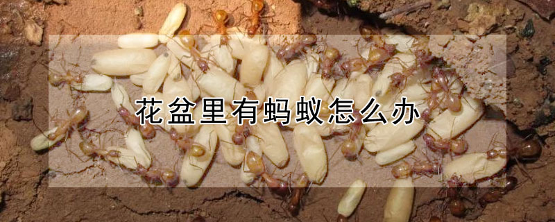 花盆裏有螞蟻怎麼辦