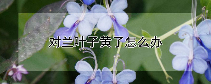 對蘭葉子黃了怎麼辦