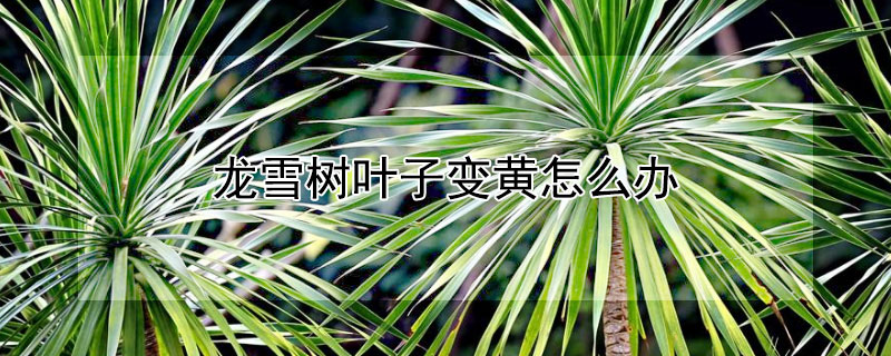 龍雪樹葉子變黃怎麼辦