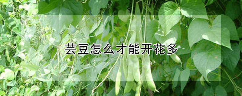 芸豆怎麼才能開花多