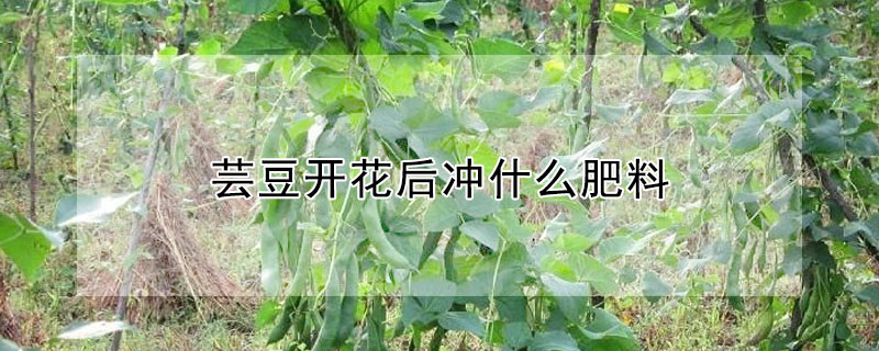 芸豆開花後衝什麼肥料