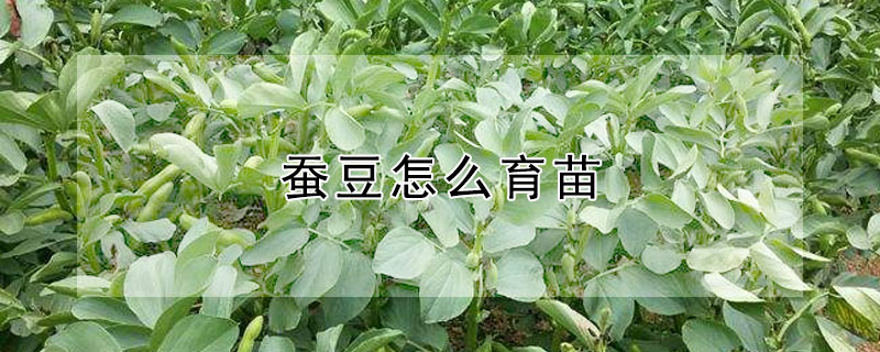 蠶豆怎麼育苗