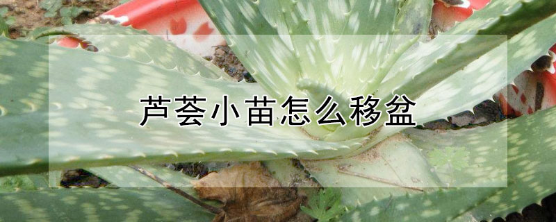 蘆薈小苗怎麼移盆
