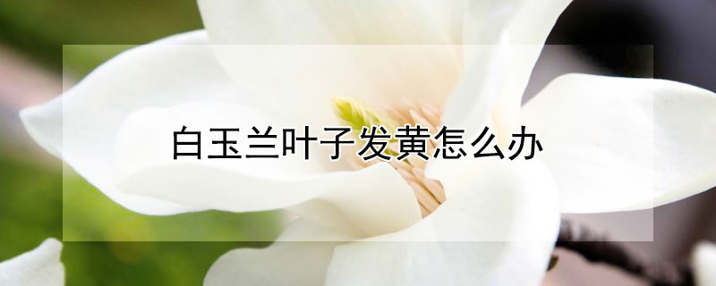 白玉蘭葉子發黃怎麼辦