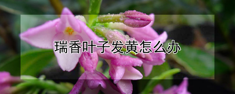 瑞香葉子發黃怎麼辦
