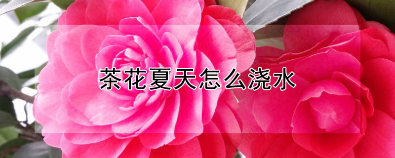 茶花夏天怎麼澆水
