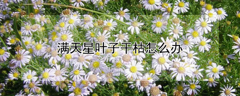 滿天星葉子幹枯怎麼辦