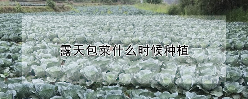 露天包菜什麼時候種植
