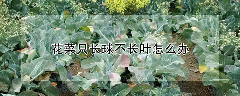 花菜隻長球不長葉怎麼辦