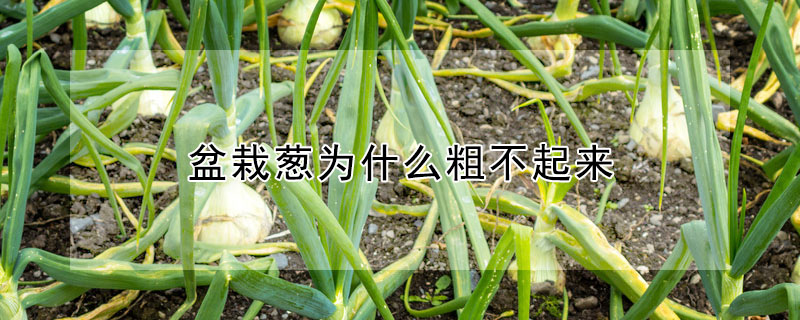 盆栽蔥為什麼粗不起來